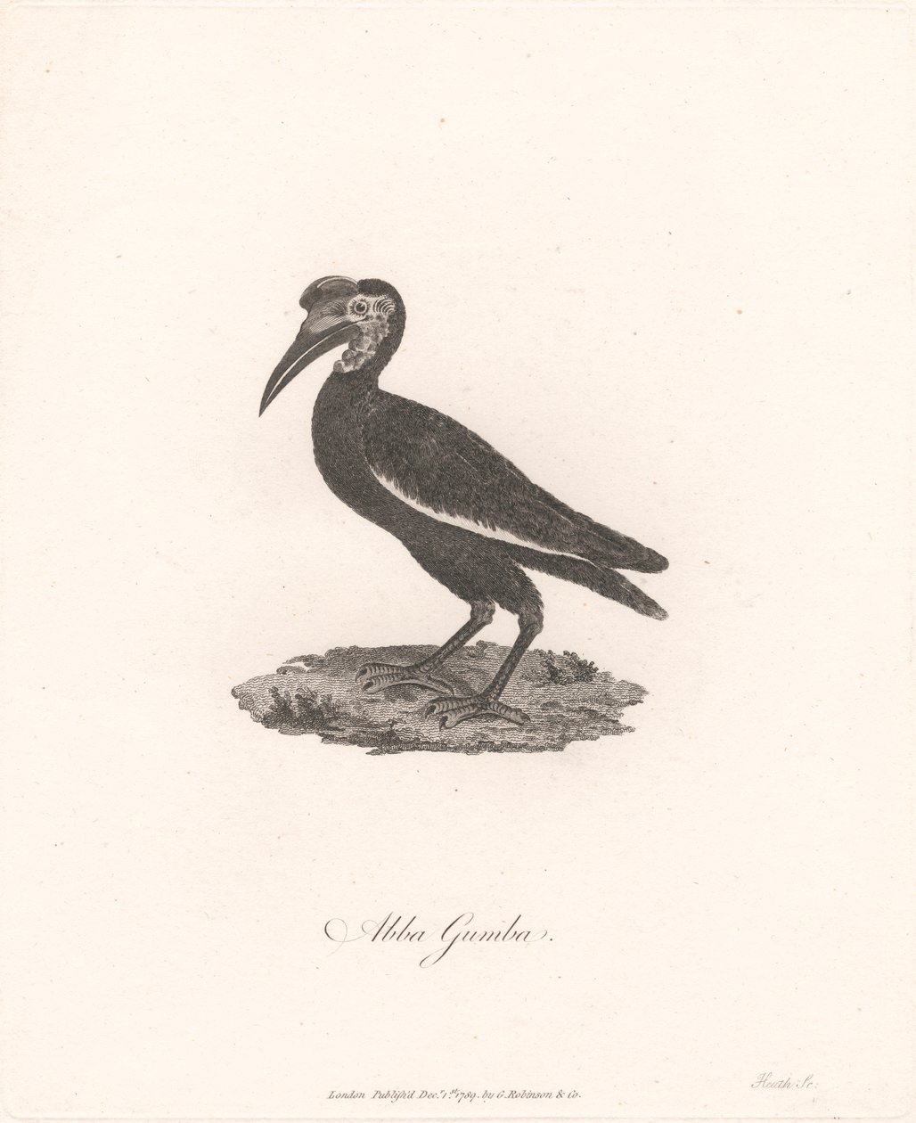 Abba Gumba autorstwa James Heath