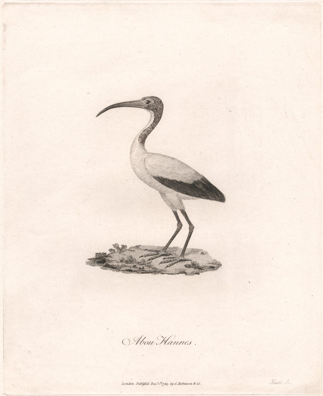 O Hannesie autorstwa James Heath