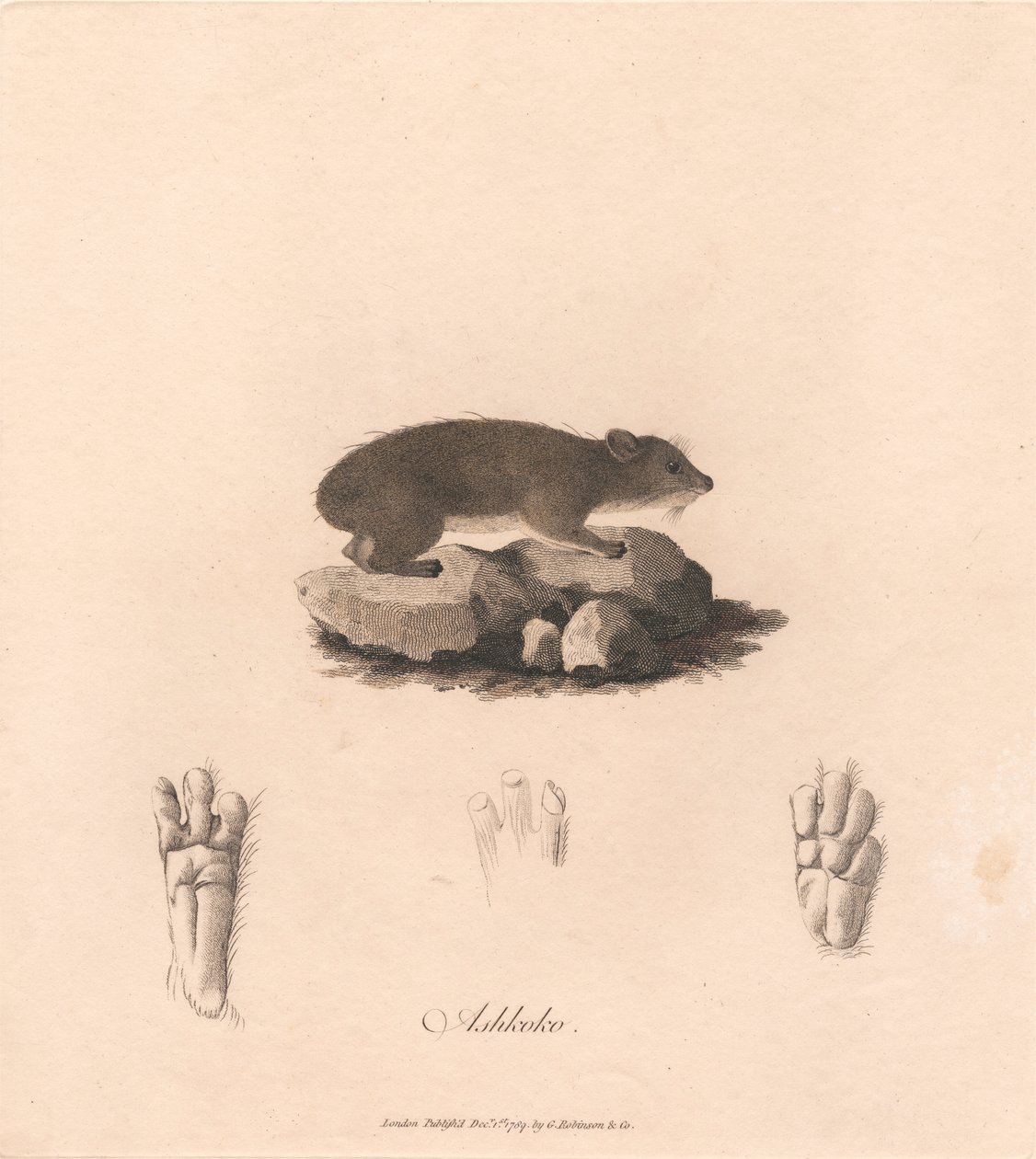 Aszkoko autorstwa James Heath