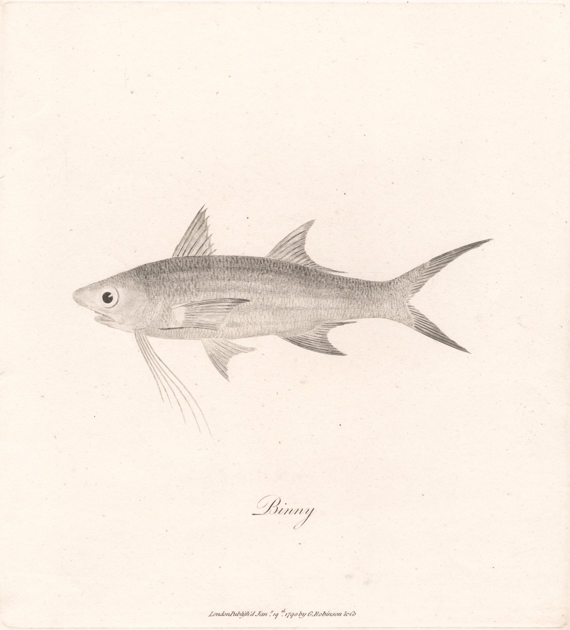 Binny autorstwa James Heath