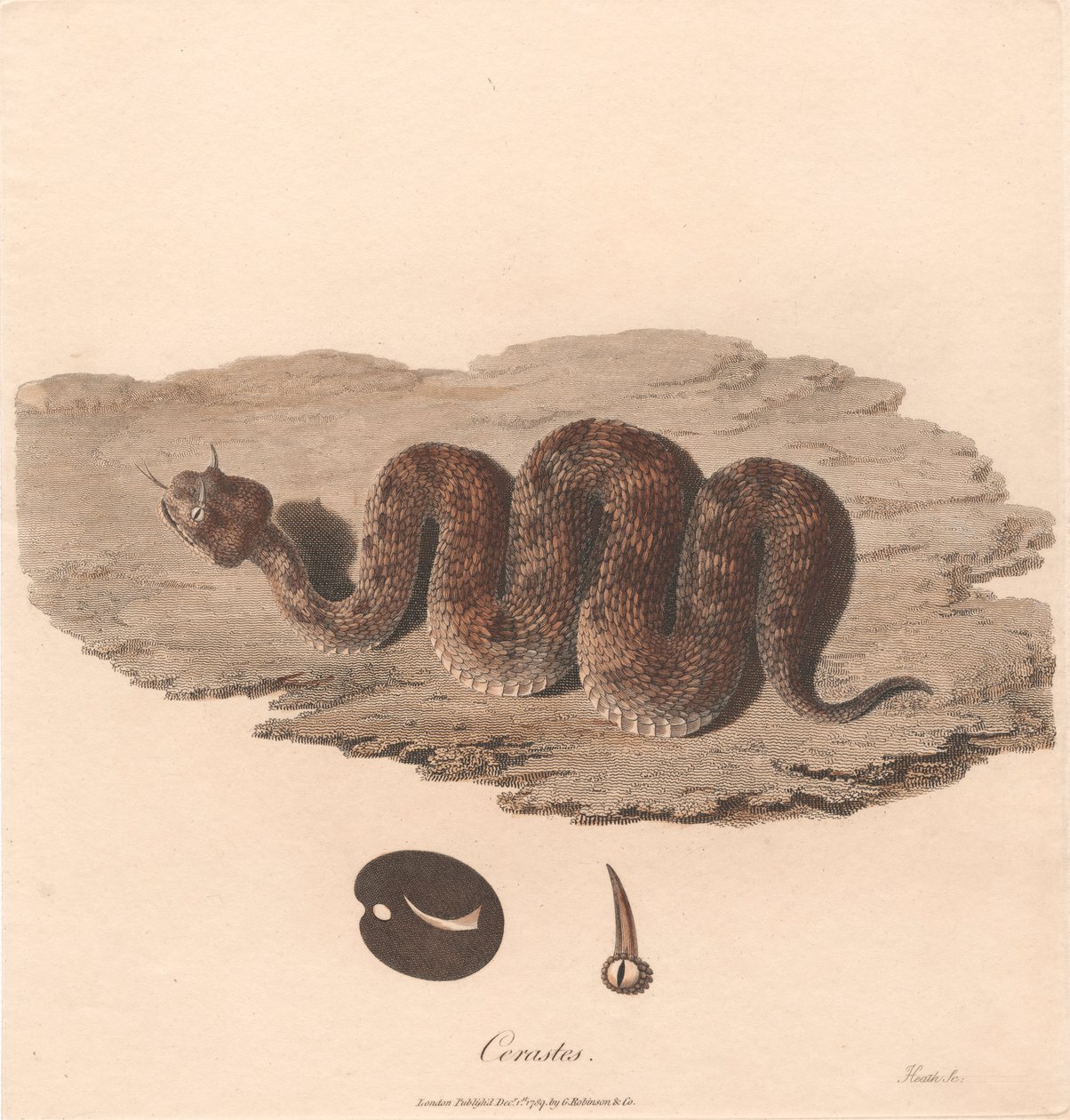 Cerastes autorstwa James Heath