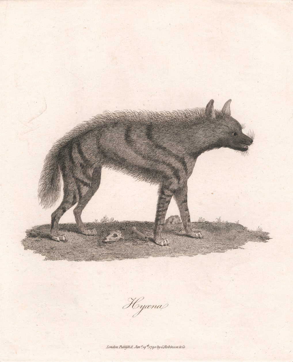 Hiena autorstwa James Heath