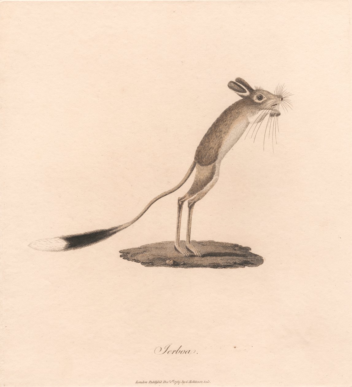 Skoczek pustynny autorstwa James Heath