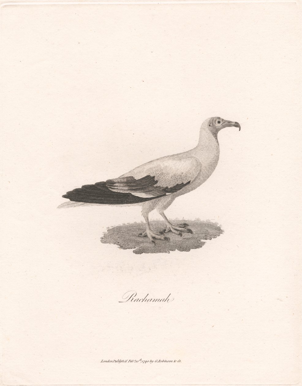 Rachama autorstwa James Heath