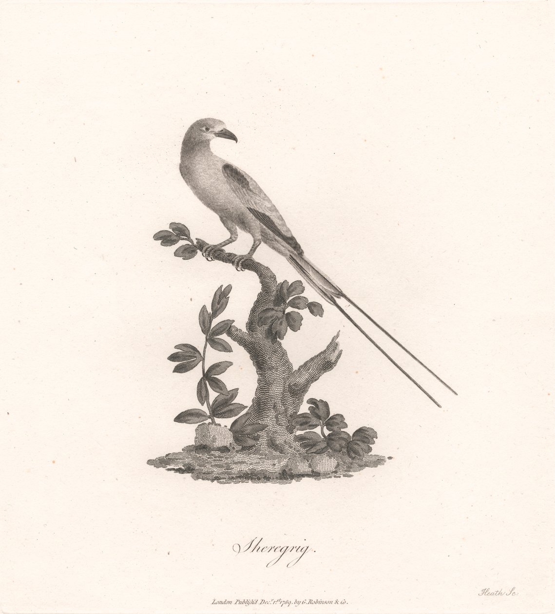 Sheregrig autorstwa James Heath