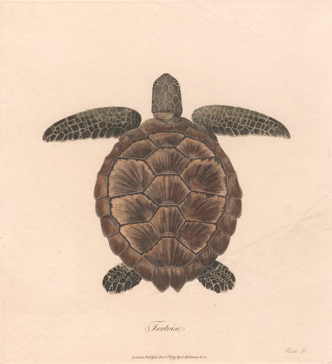 Żółw autorstwa James Heath