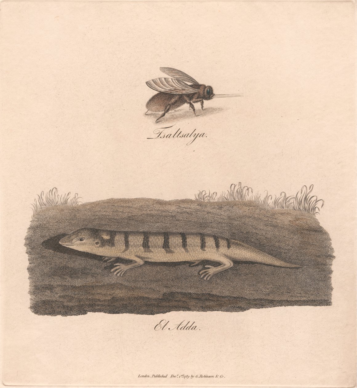 Dioda TSA/EL autorstwa James Heath