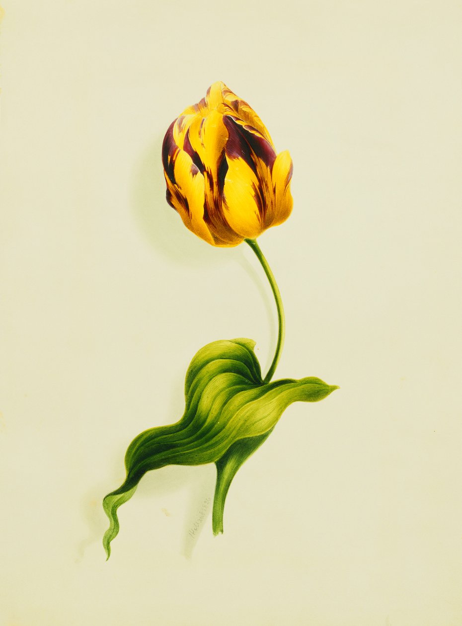 Tulipan papugi, 1826 autorstwa James Holland