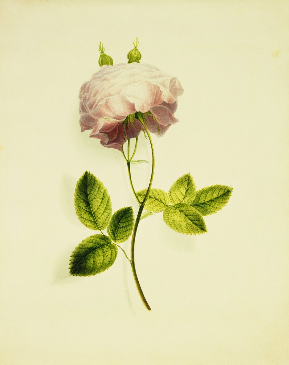 Różowa Róża, autorstwa James Holland
