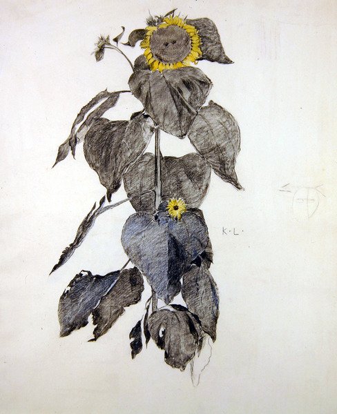 Słoneczniki (węgiel i akwarela na papierze) autorstwa James Kerr Lawson