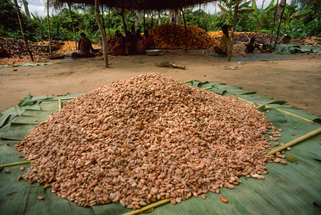 Duży stos ziaren kakaowca (rodzaj: Theobroma, gatunek: cacao), które już... autorstwa James L Stanfield