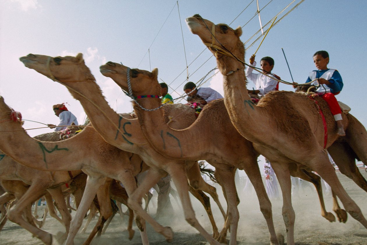 Wielbłądy pędzą naprzód podczas wyścigów wielbłądów z okazji Dnia Narodowego Omanu. Al Falaj District Racetrack, Oman. autorstwa James L Stanfield