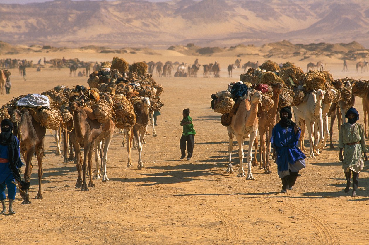 Karawana słonych wielbłądów w pobliżu Fachi. W POBLIŻU FACHI, NIGER. autorstwa James L Stanfield