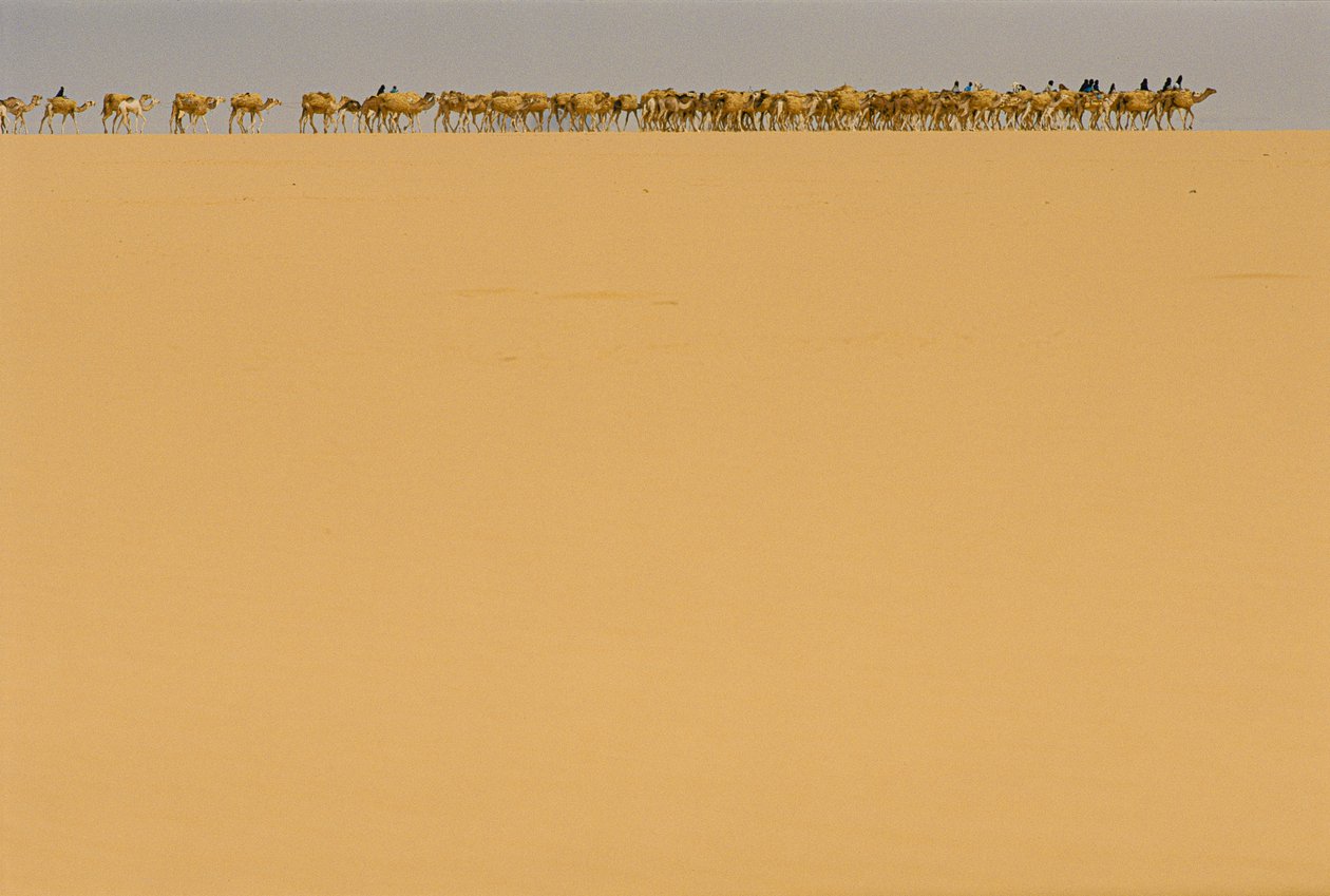 Karawana z solą w drodze do Agadez w Nigerii. W DRODZE DO AGADEZ, NIGERIA, NIGER. autorstwa James L Stanfield