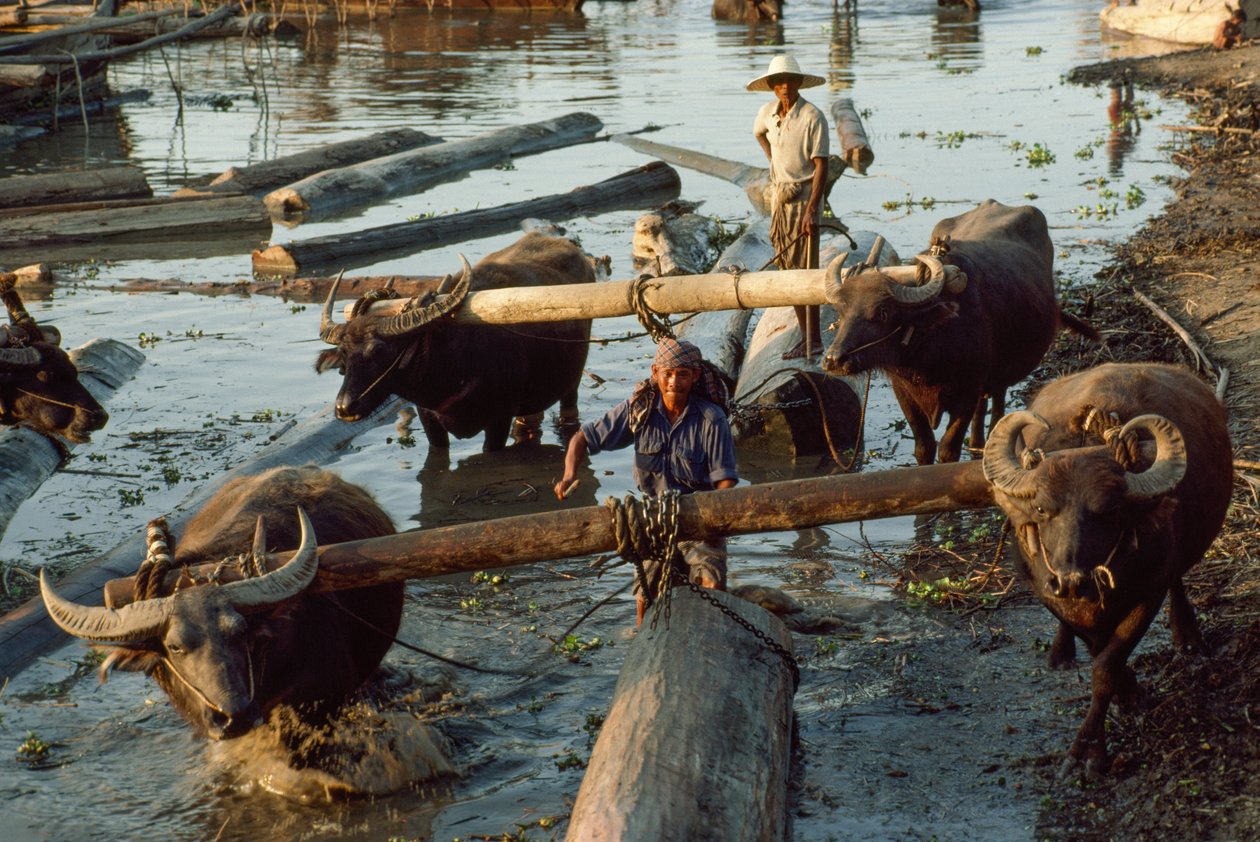 Bawoły wodne wyciągają kłody drewna liściastego z rzeki na płaskie platformy. Irrawaddy Ri... autorstwa James L Stanfield