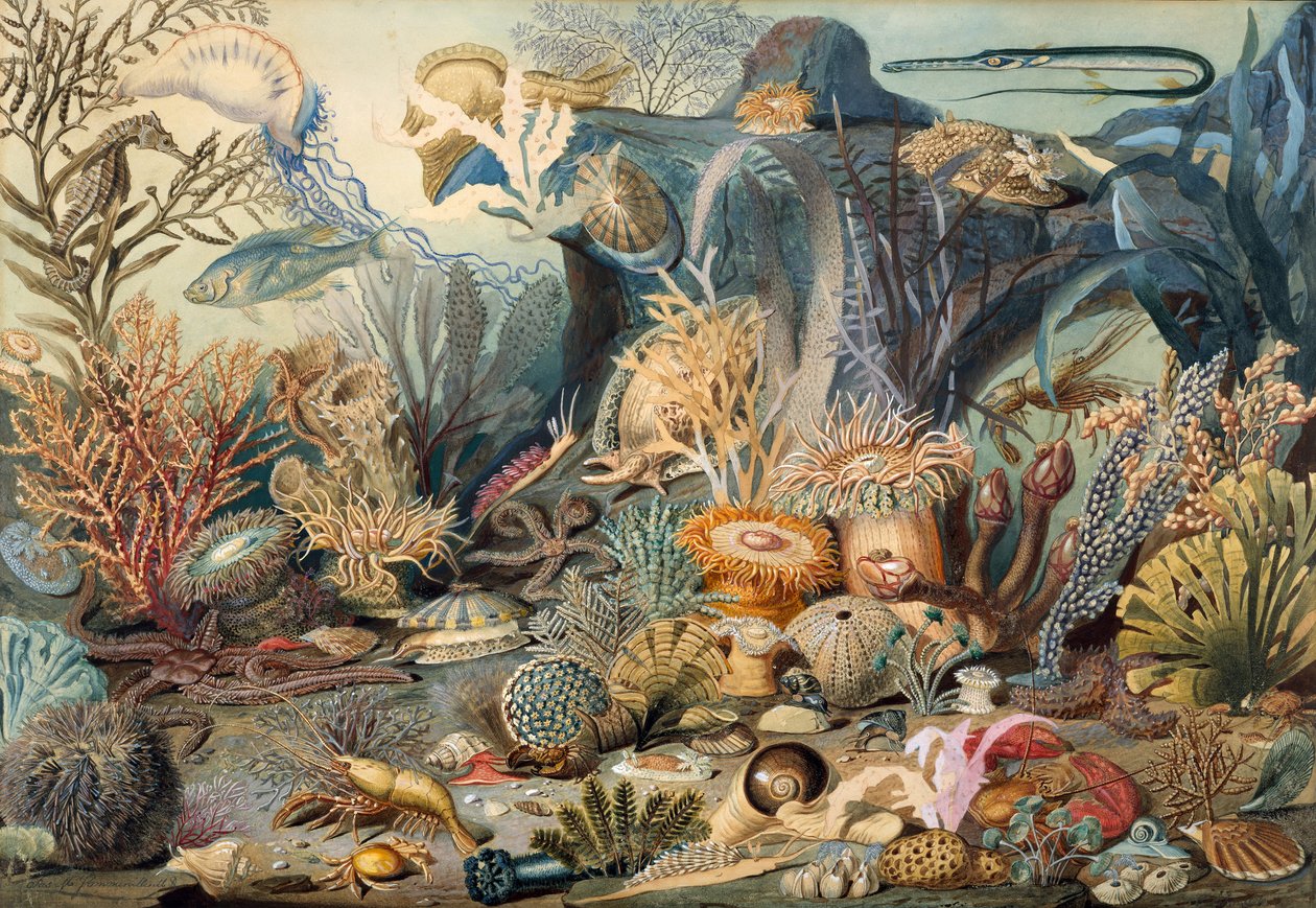 Życie w oceanie. Twórcy: James M. Sommerville, Christian Schussele. autorstwa James M. Sommerville