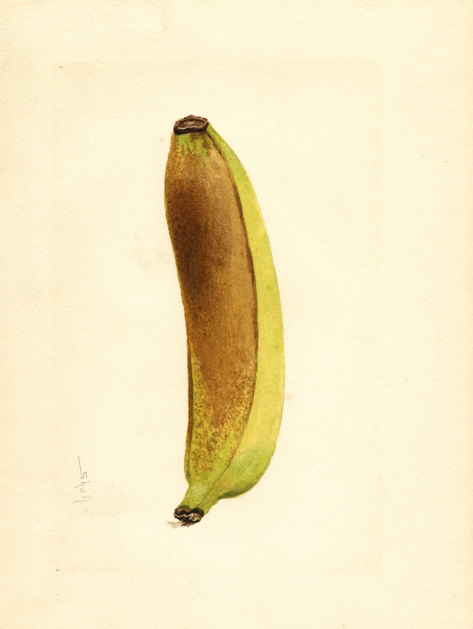 Banana (Musa) (watercolor) autorstwa James Marion Shull