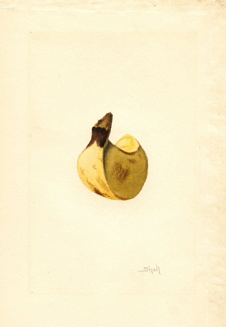 Banana (Musa) (watercolor) autorstwa James Marion Shull