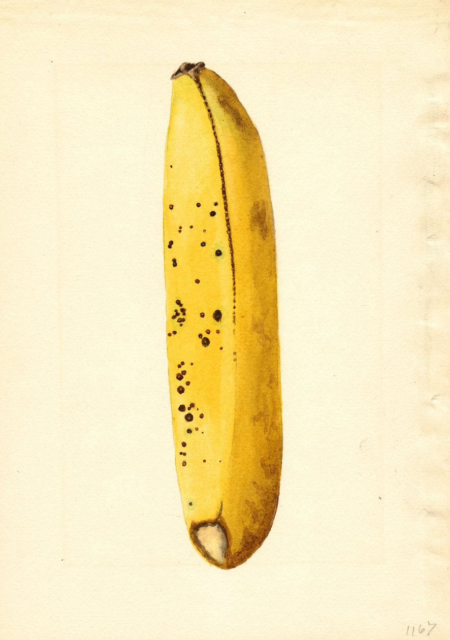 Banana (Musa) (watercolor) autorstwa James Marion Shull