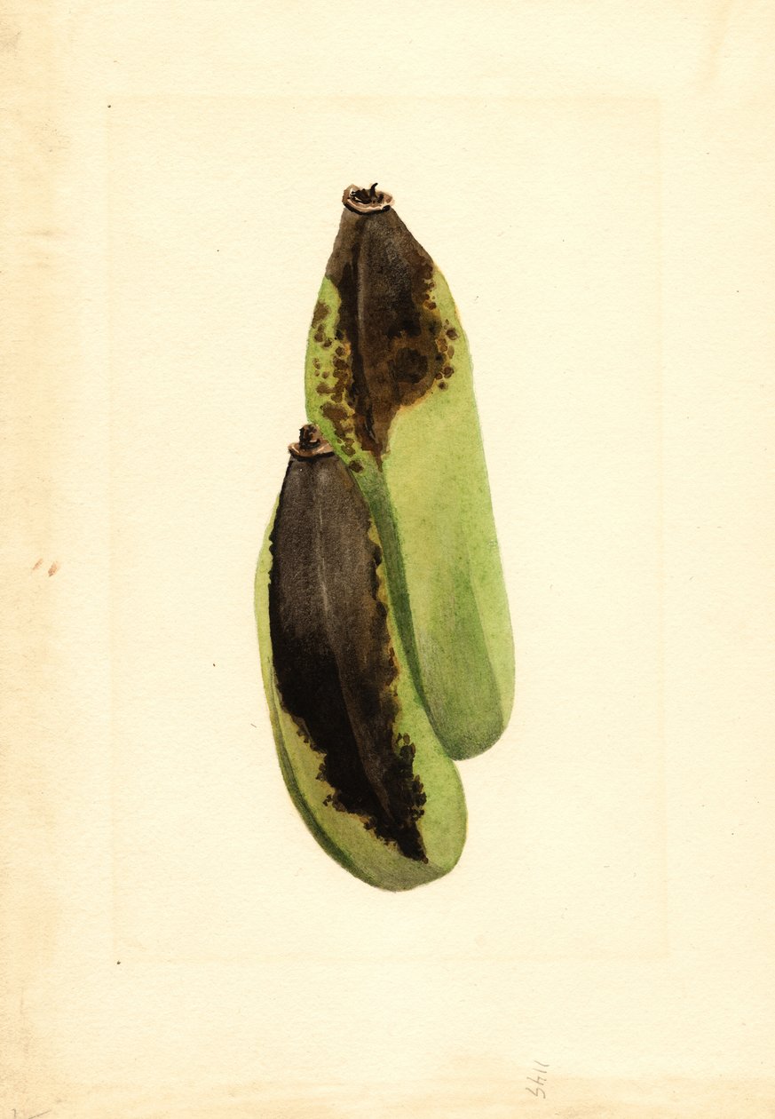Banany (Musa) (akwarela) autorstwa James Marion Shull