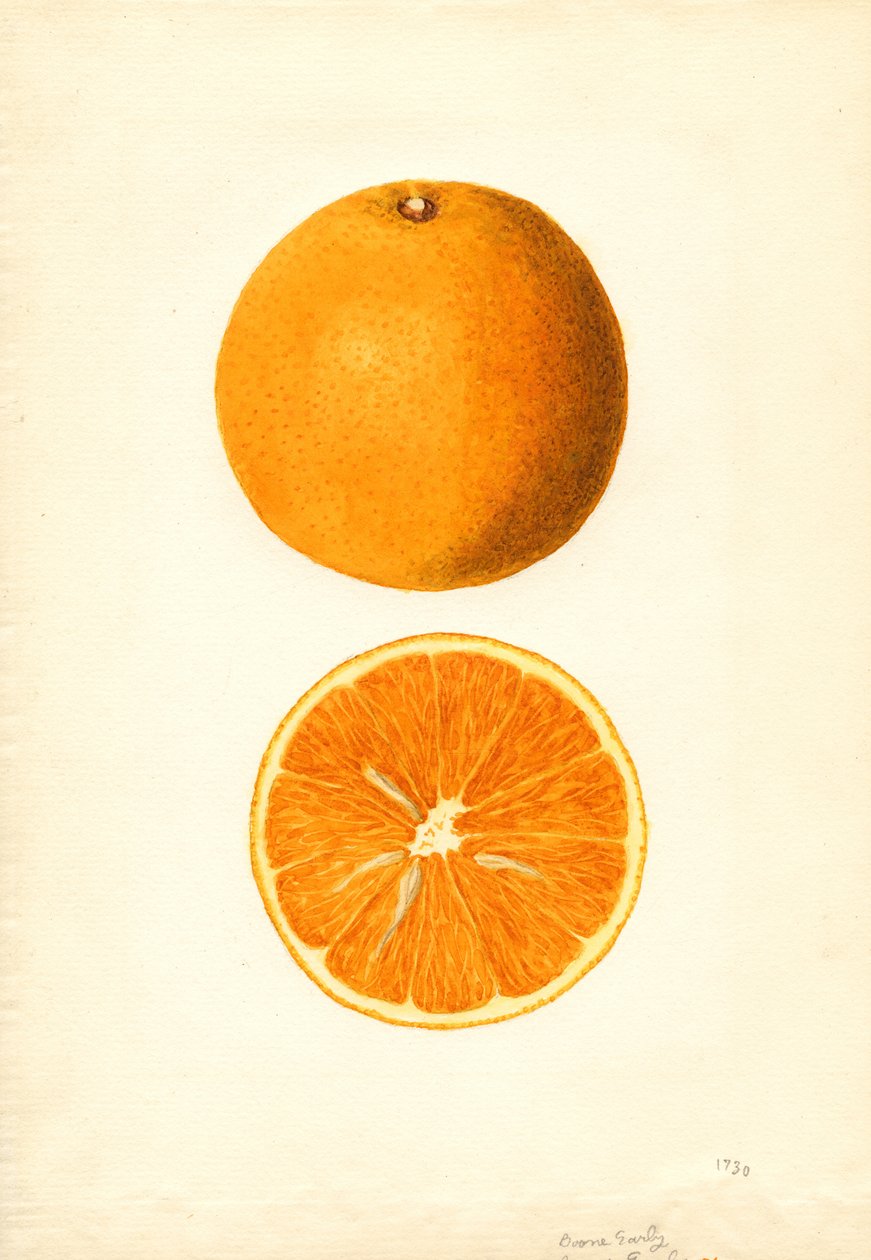 Boone Early Oranges (Citrus sinensis) (akwarela) autorstwa James Marion Shull