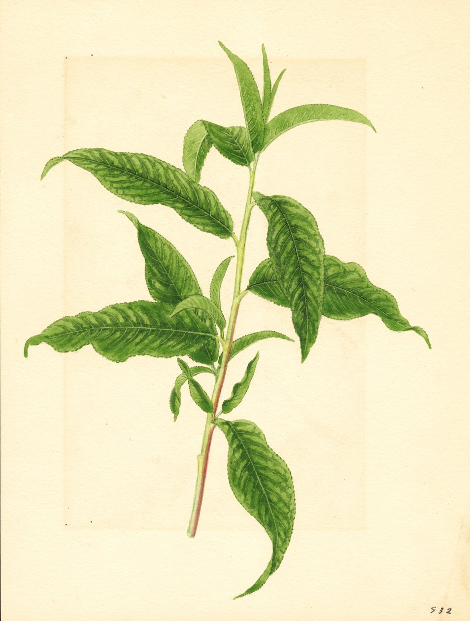 Gałąź z zielonymi liśćmi z drzewa brzoskwiniowego Elberta (Prunus persica: Elberta) (akwarela) autorstwa James Marion Shull