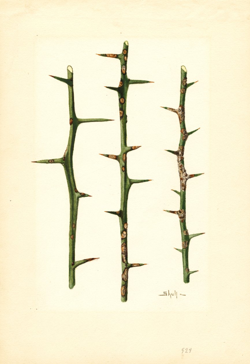 Rak cytrusowy na łodydze pomarańczy (Poncirus trifoliata) (akwarela) autorstwa James Marion Shull