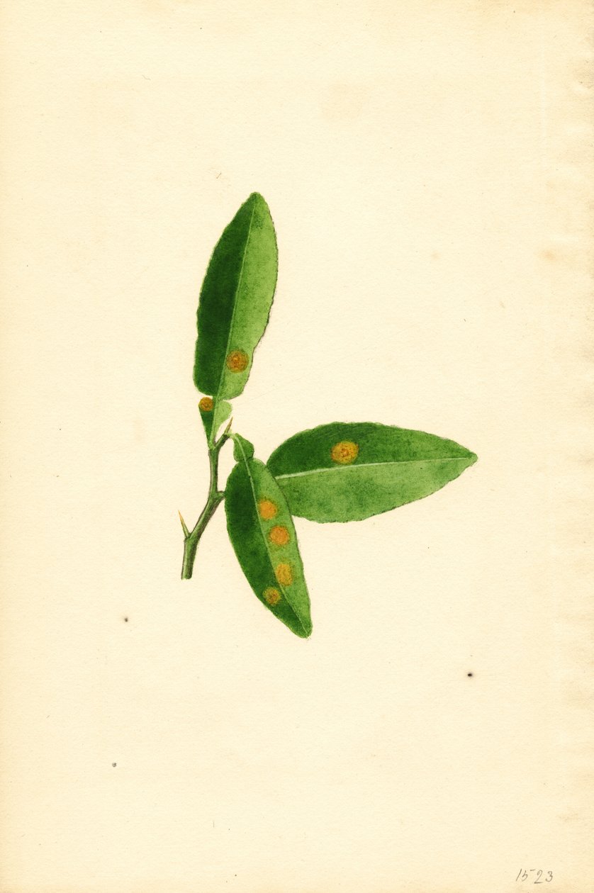 Chory liść drzewa pomarańczowego (Citrus aurantium) (akwarela) autorstwa James Marion Shull