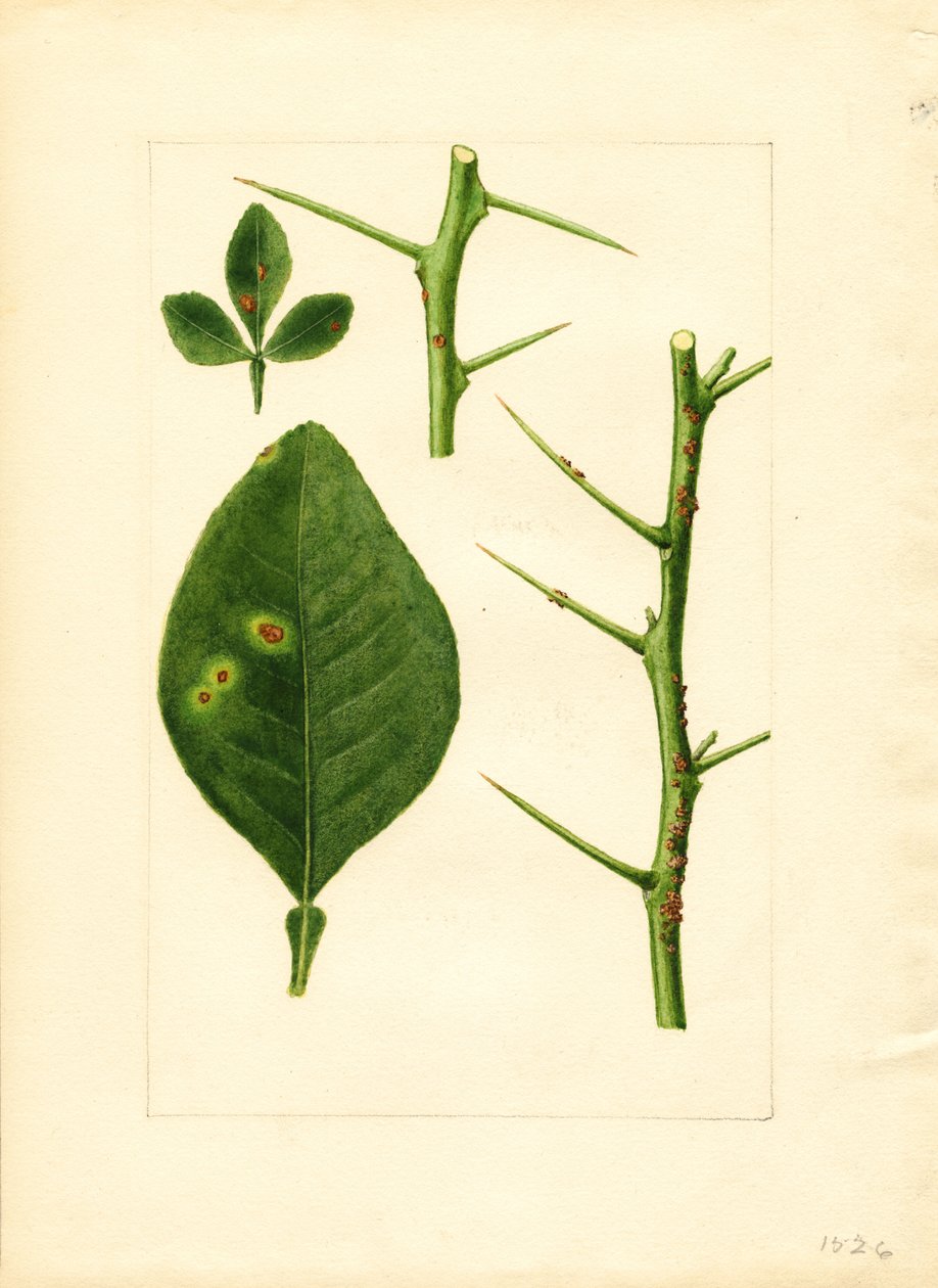 Chory liść i gałązka drzewa pomarańczowego (Poncirus trifoliata) (akwarela) autorstwa James Marion Shull