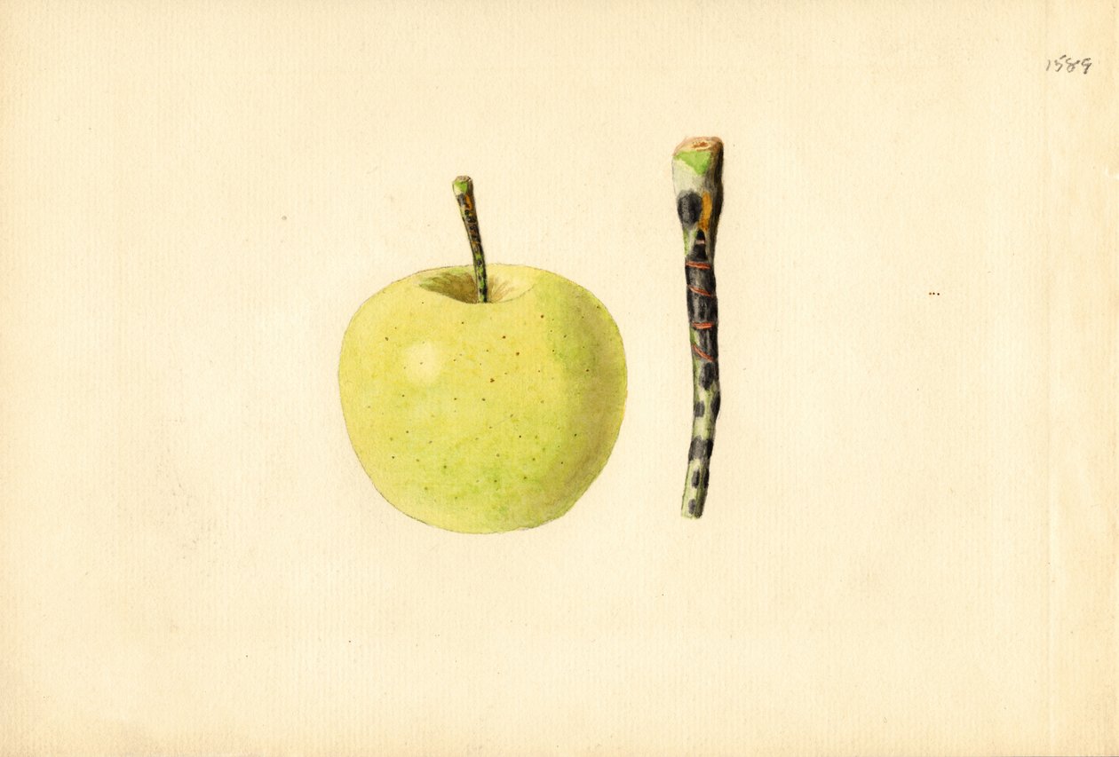Jabłko Golden Delicious (Malus domestica) (akwarela) autorstwa James Marion Shull