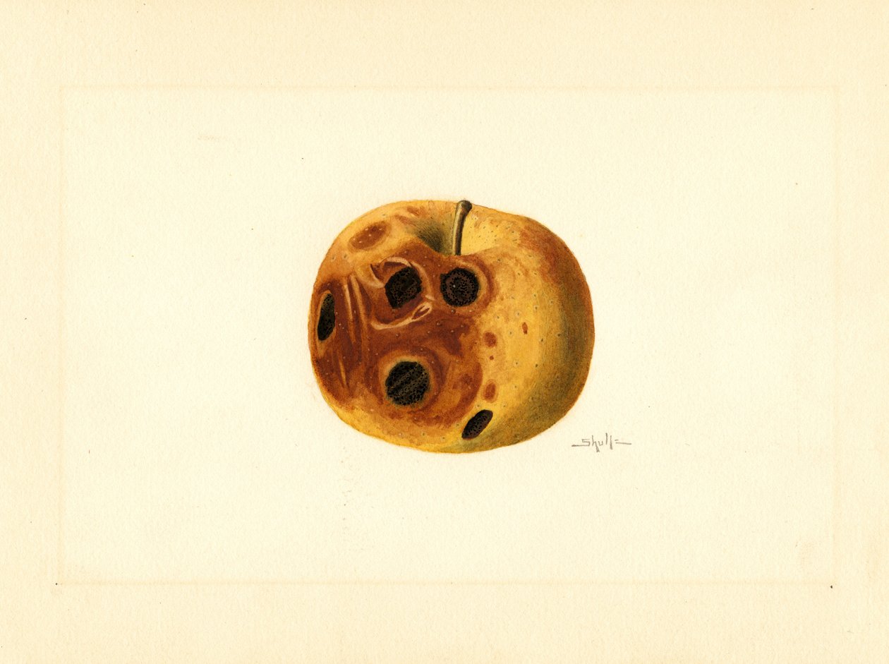 Jabłko Grimes (Malus domestica) (akwarela) autorstwa James Marion Shull