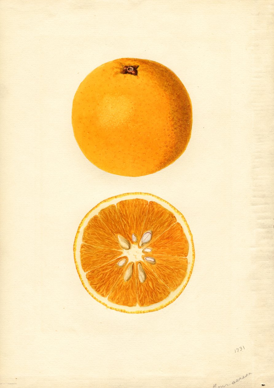 Pomarańcze Homosassa (Citrus sinensis) (akwarela) autorstwa James Marion Shull