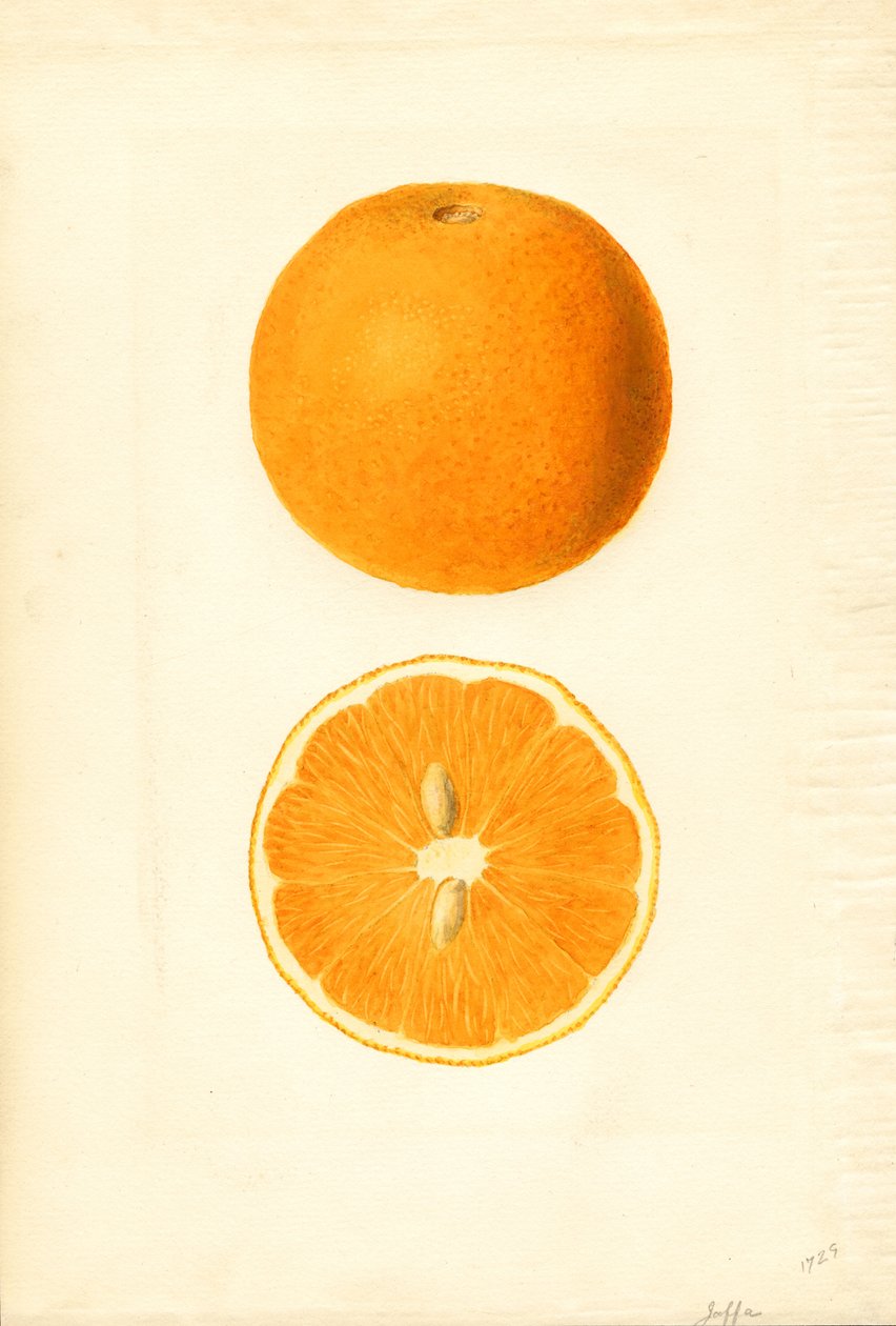 Pomarańcze Jaffa (Citrus sinensis) (akwarela) autorstwa James Marion Shull