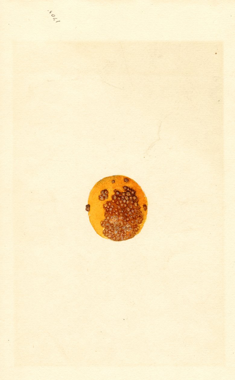 Pomarańcza (Poncirus trifoliata) (akwarela) autorstwa James Marion Shull