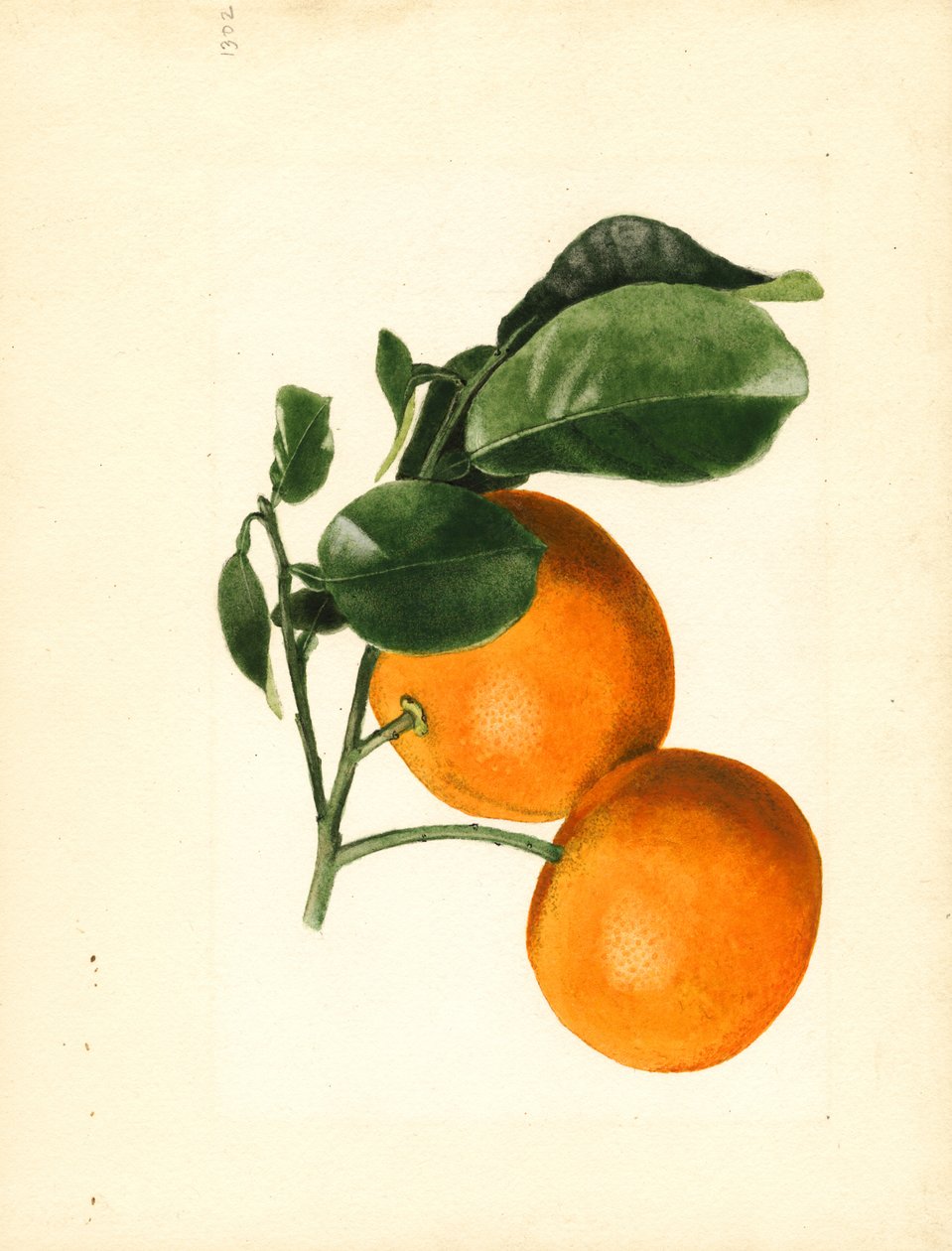 Pomarańcze (Citrus aurantium: Kwaśne x 2/3) (akwarela) autorstwa James Marion Shull