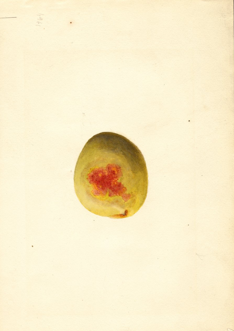 Brzoskwinia (Prunus persica: Elberta) (akwarela) autorstwa James Marion Shull