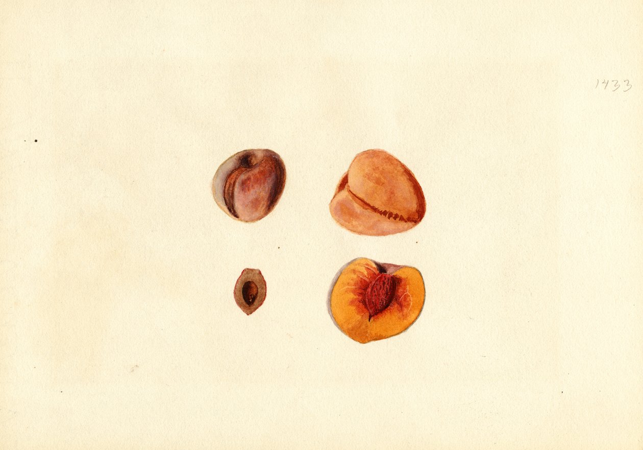 Brzoskwinie (Prunus persica: Hutchkins) (akwarela) autorstwa James Marion Shull