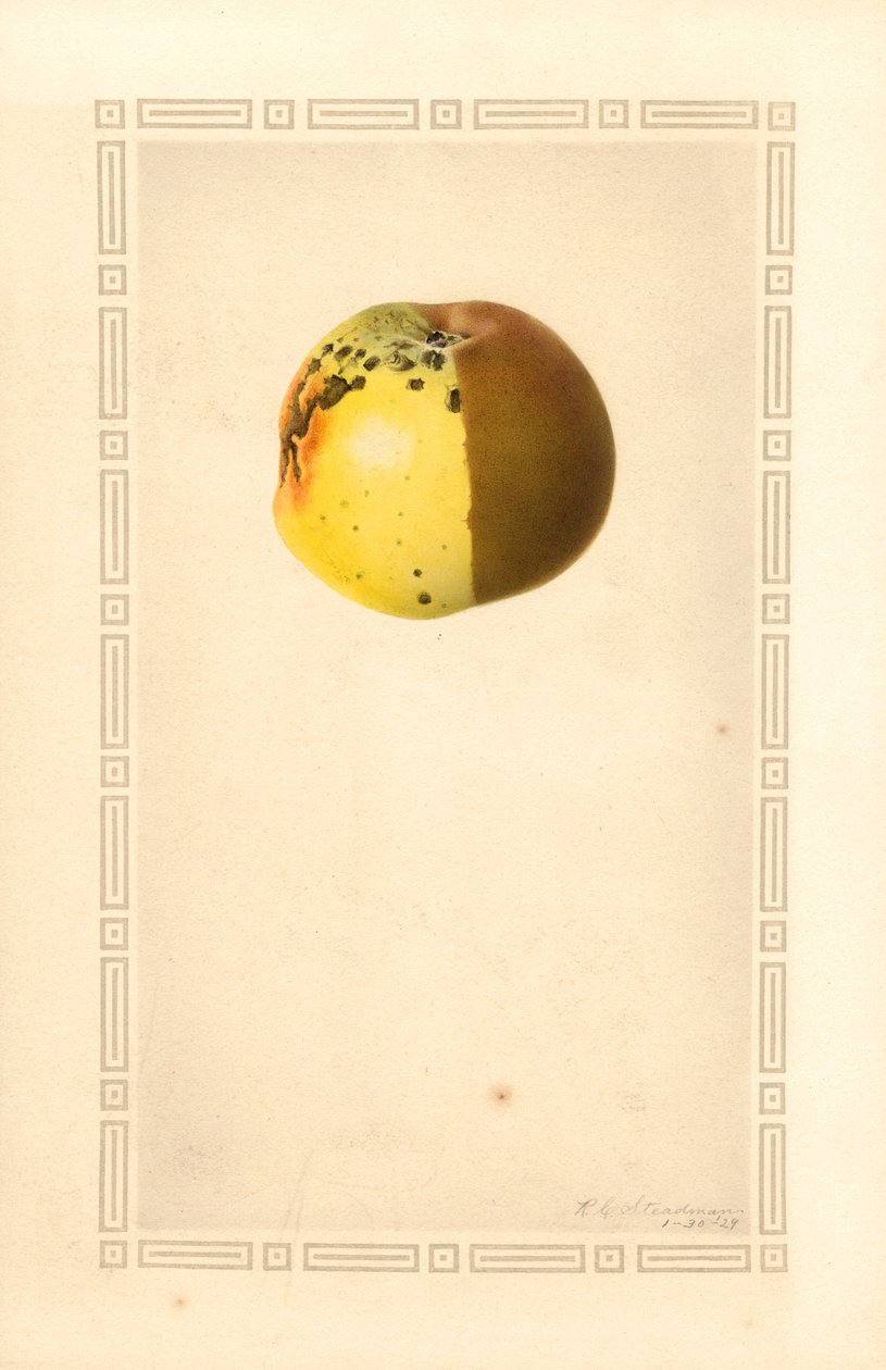 Jabłko Russet (Malus domestica) (akwarela) autorstwa James Marion Shull
