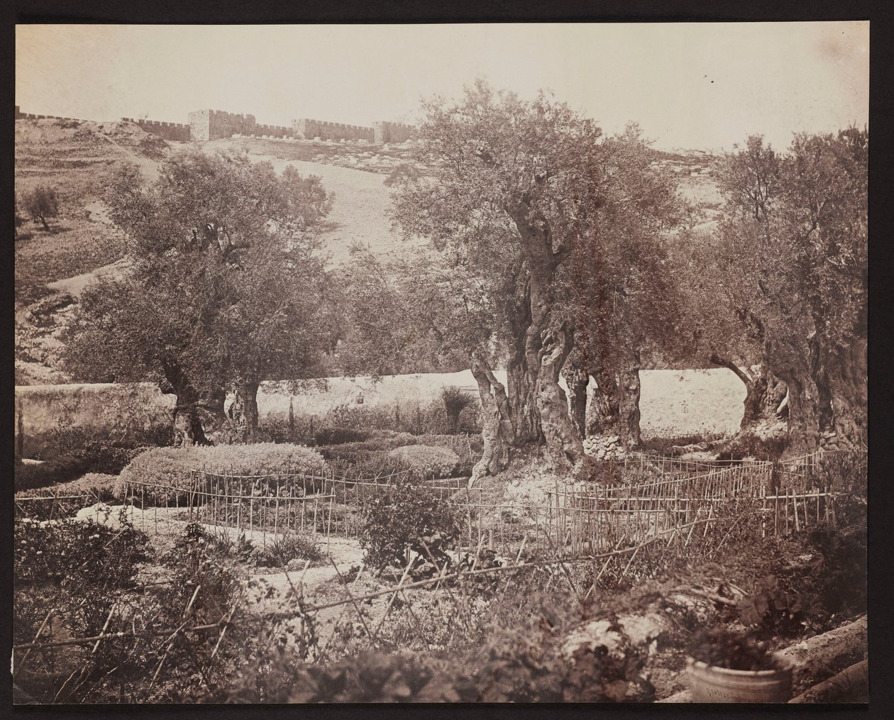 Getsemani [Jerozolima. Ogród Oliwny] autorstwa James Robertson