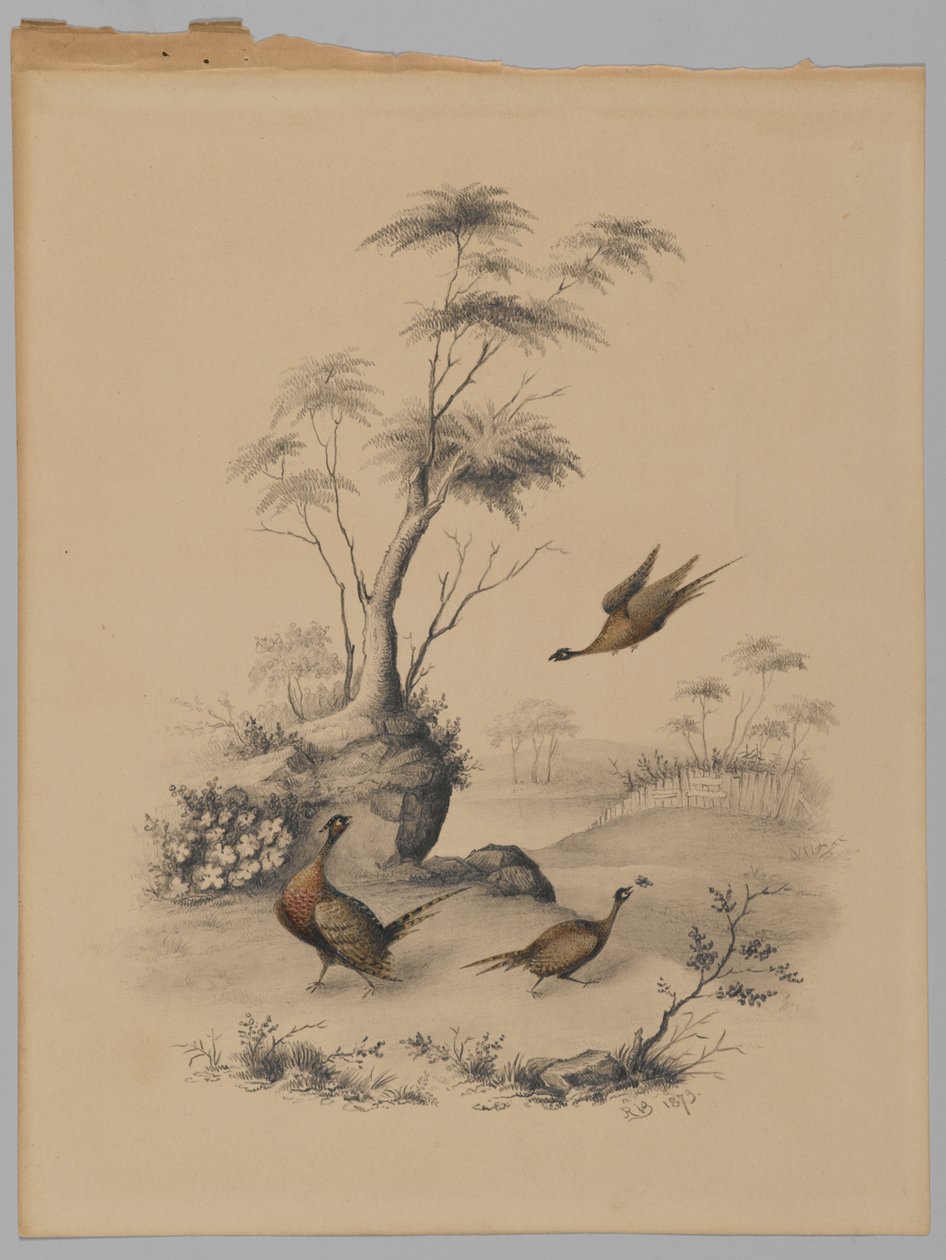 Trzy bażanty, 1873 (grafit i wc na papierze) autorstwa James Ryder van Brunt