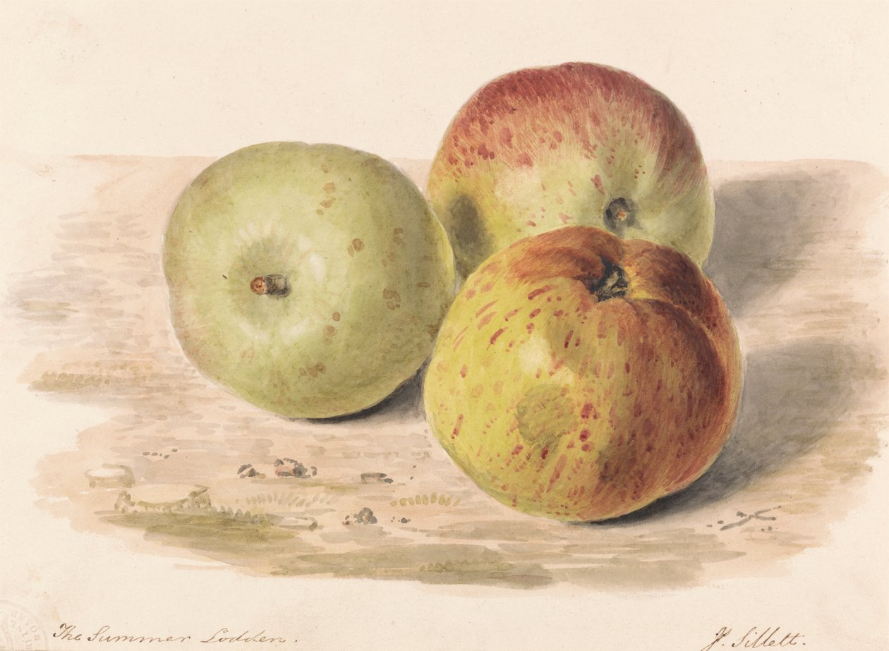 The Summer Lodden, wrzesień 1832: Studium martwej natury trzech jabłek autorstwa James Sillett