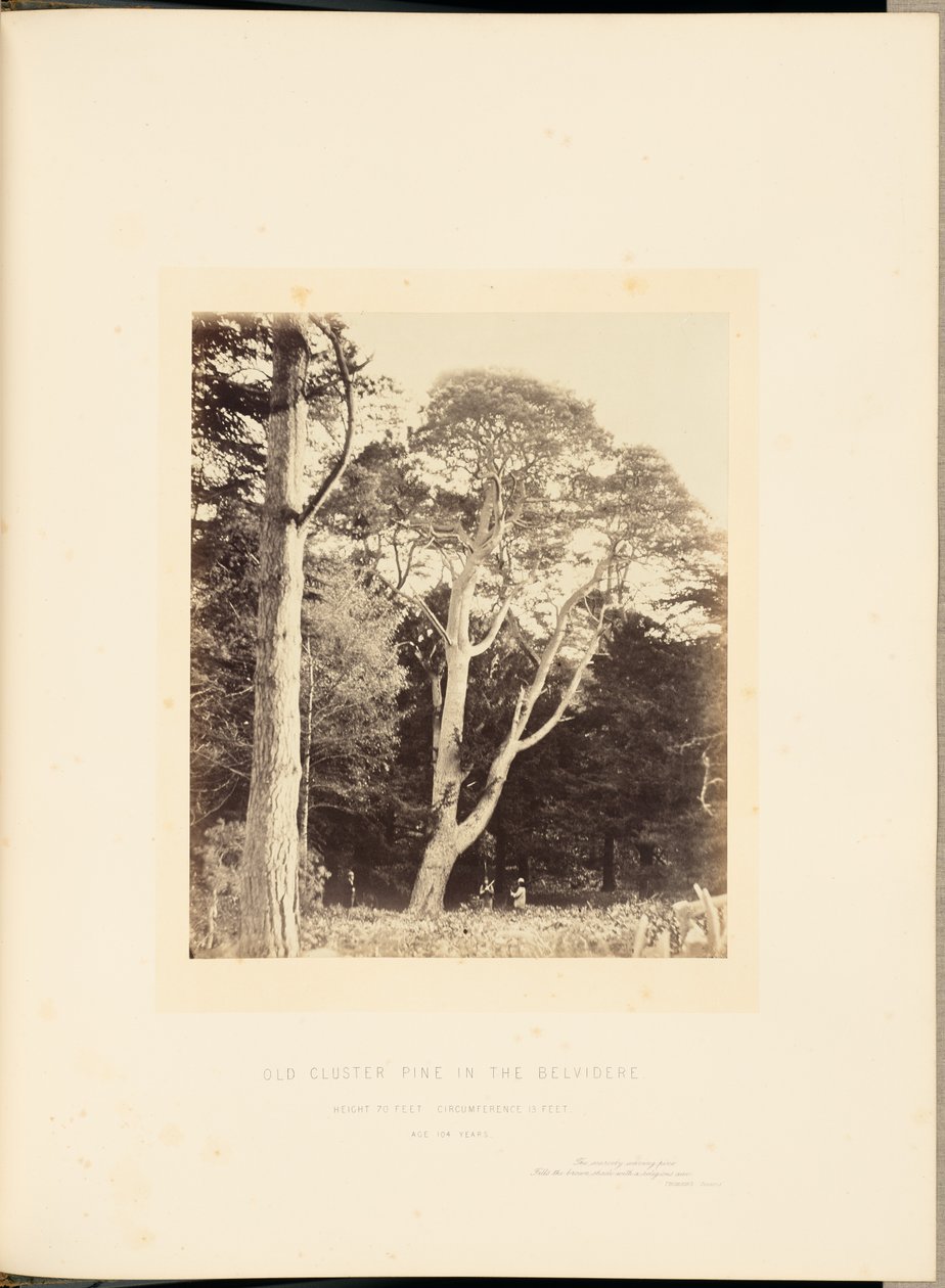 Old Cluster Pine w Belvidere autorstwa James Sinclair, 14th Earl of Caithness
