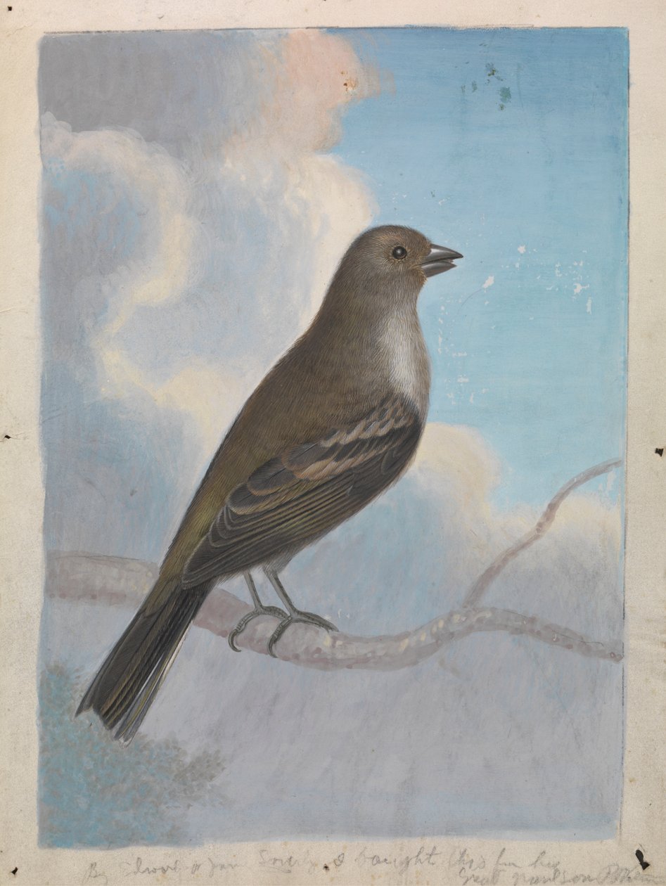 Ptak autorstwa James Sowerby