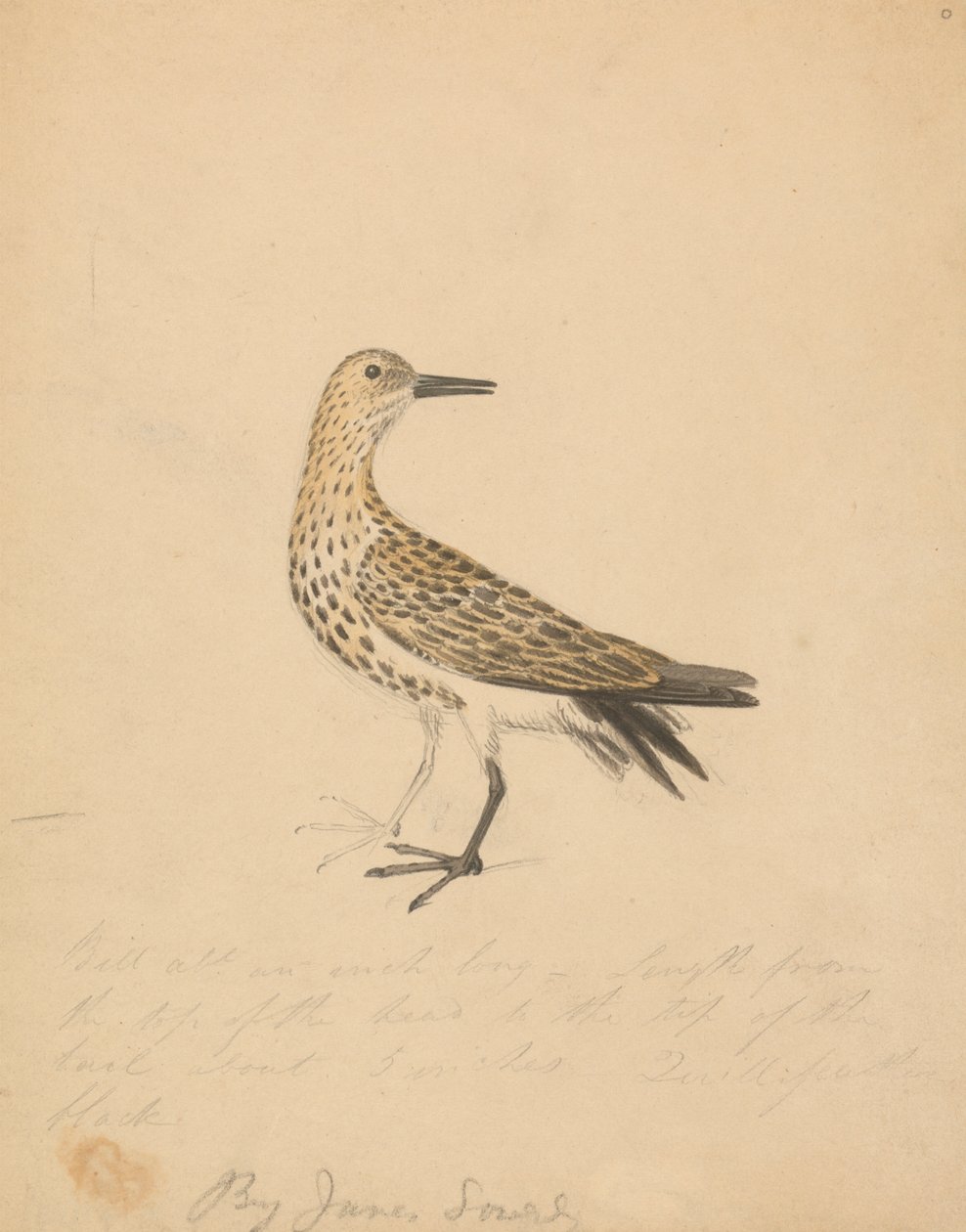 Ptak autorstwa James Sowerby