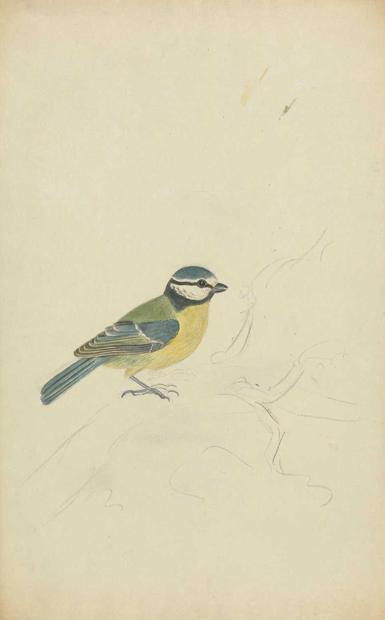 Niebieski cycek autorstwa James Sowerby