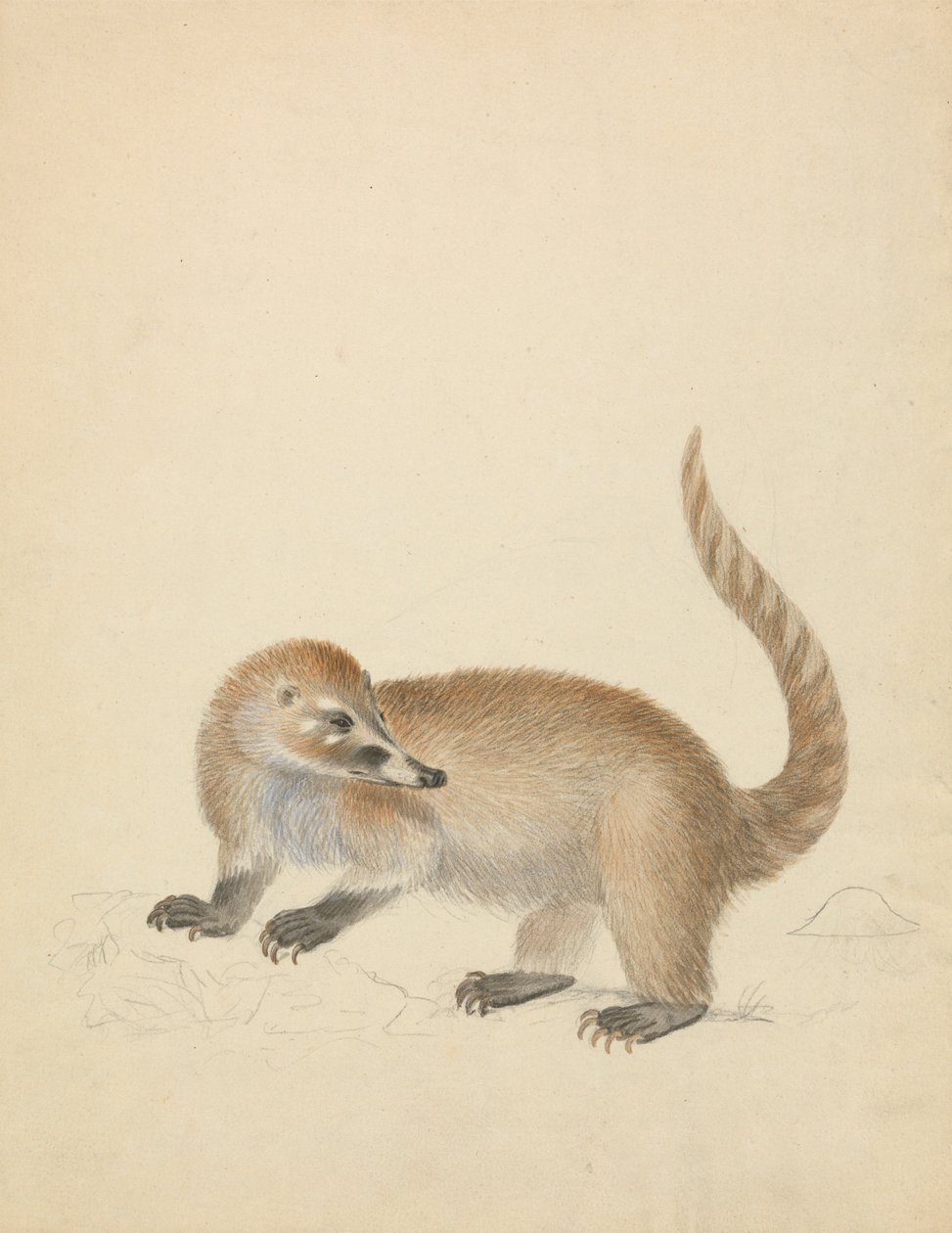 Z Coatimundi autorstwa James Sowerby