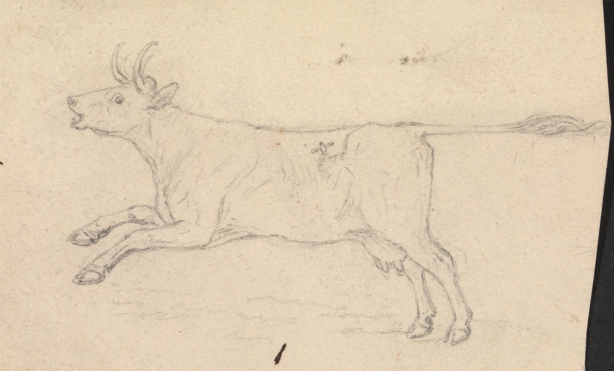 Krowa autorstwa James Sowerby