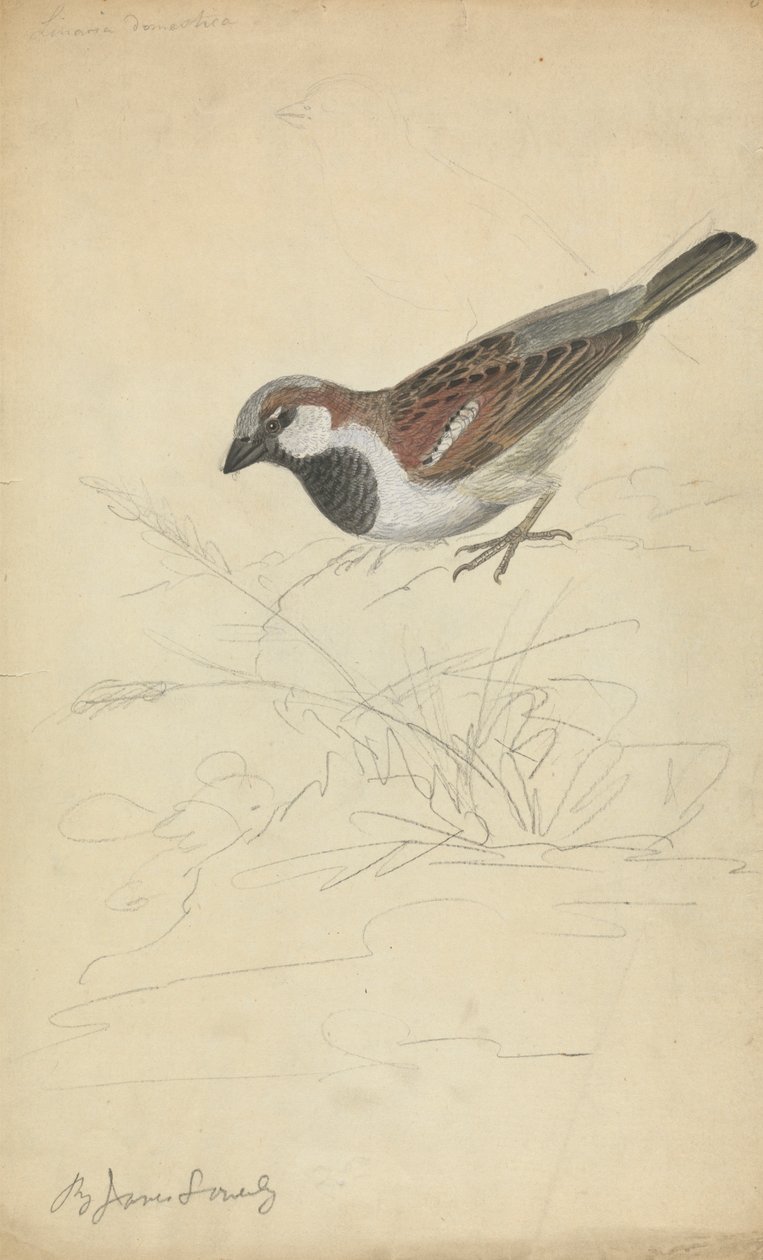 Wróbel domowy autorstwa James Sowerby