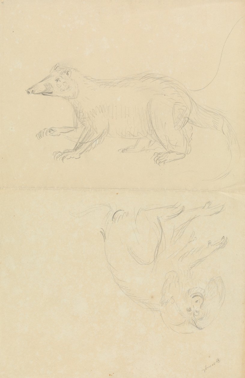 Ssak (coatimundi?) i naczelny (marmozeta?). AN Coatimundi i marmozeta z głową lwa autorstwa James Sowerby