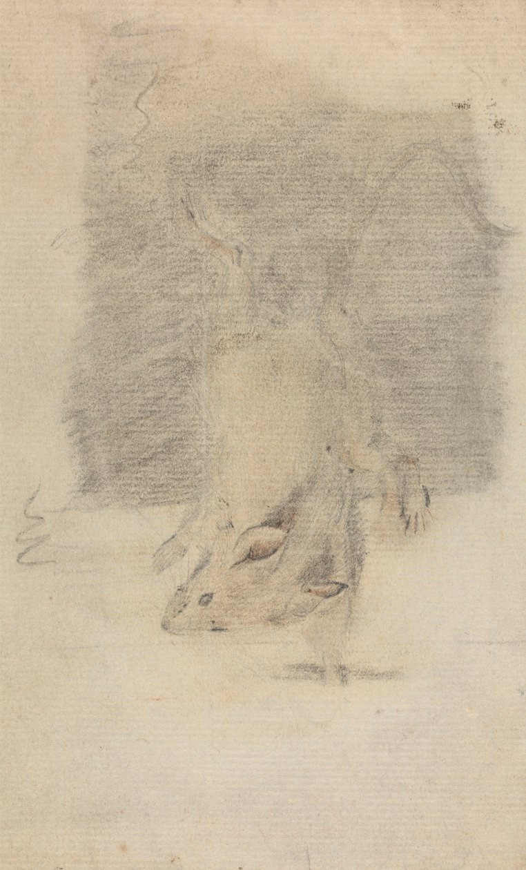 Mysz autorstwa James Sowerby
